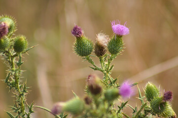 Closeup of bull thistle flowers and fluffy seeds with blurred background