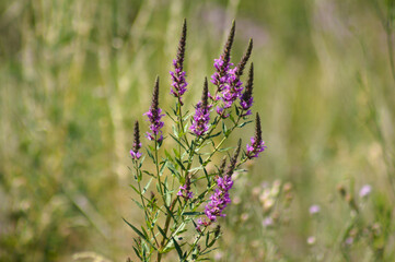 Closeup of purple loosestrife flowers with green blurred background