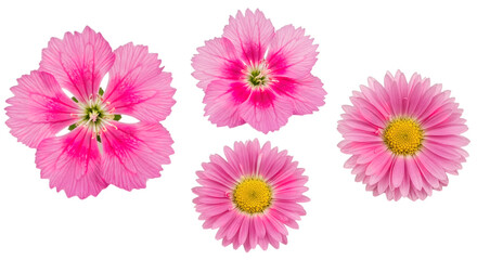 Fototapeta premium pink flowers isolated on transparent background, png.