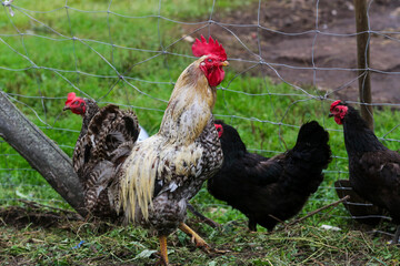 Rooster and Hens: Life on a Rural Farm