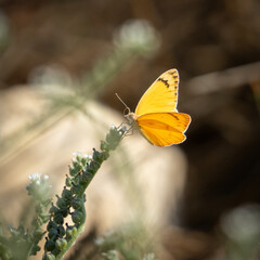A Large Salmon Arab Butterfly