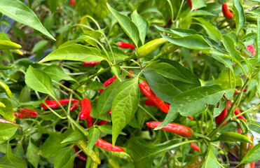 Growing Red Hot Chili Hot Peppers Cooking to Make Hot Sauce