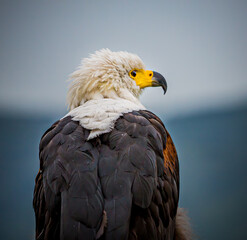 Over the shoulder shot of an African fish eagle