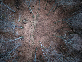 wald