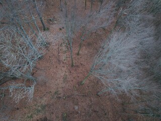Wald