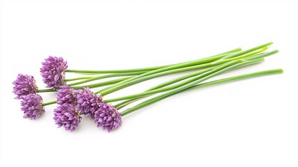 Obraz premium Bunch of fresh purple chive flowers on a white background.