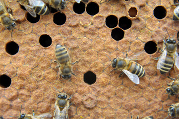 Honey bees on a honeycomb with a closed distribution