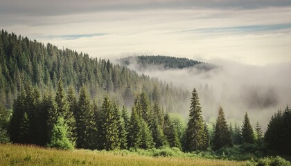 A Misty Morning in the Mountain Forest: Where Sunlight Struggles Through the Clouds and Trees Stand Tall