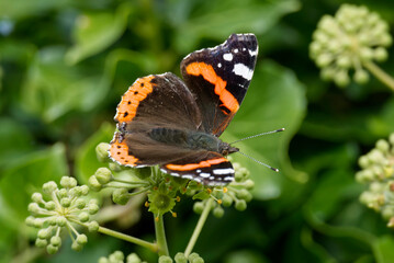 Red admiral butterfly (Vanessa Atalanta) perched on hedge (hedera helix) in Zurich, Switzerland