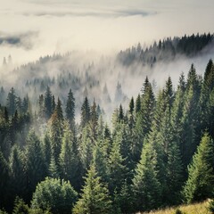 A Misty Morning in the Mountain Forest: Where Sunlight Struggles Through the Clouds and Trees Stand Tall