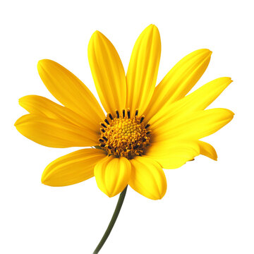 Fototapeta Side shot of a yellow flower bright close-up without background