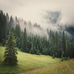 Fototapeta premium A Misty Morning in the Mountain Forest: Where Sunlight Struggles Through the Clouds and Trees Stand Tall