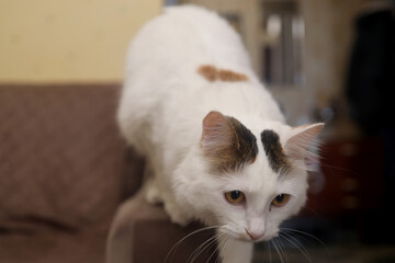 A white fluffy Turkish van cat jumps off the couch after seeing a target