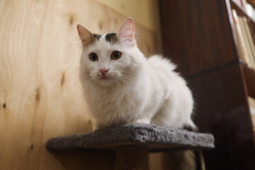 A white fluffy Turkish van cat sits on a cat complex and looks intently into the distance.