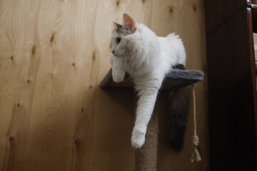 A white fluffy Turkish van cat sits with one paw dangling on the playground and looks away