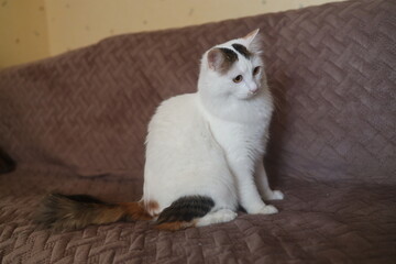 A white fluffy cat is sitting on the couch and staring intently with excitement.
