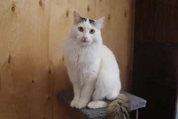 A white fluffy cat with a colored tail and amber eyes of the Turkish Van breed sits on the complex and looks directly into the camera