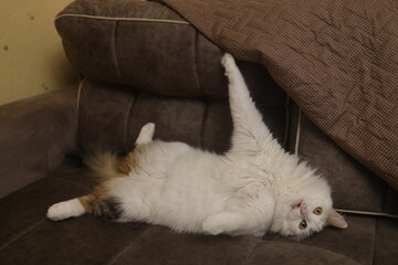 The cat has hooked its claw on the sofa and is lying on its back asking for help