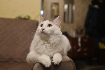 The cat sits on the armrest of the sofa and looks up curiously with its big yellow eyes