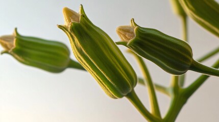 Close-up of green flower buds against a soft background, showcasing delicate textures and shapes.