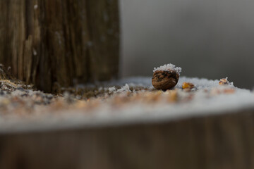 Winter Bird Feeder: Caring for Wildlife. A bird feeder filled with seeds and food hangs in a snowy winter landscape. Care and support for forest animals.