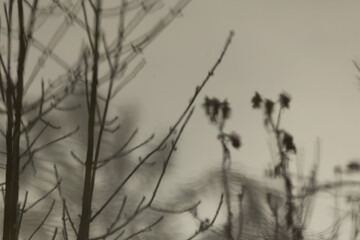 Winter Trees in a Park or Forest as Background. Snow covered trees stand tall in a serene, tranquil winter landscape. Frosty branches and crisp white backdrop capture the quiet beauty of the season