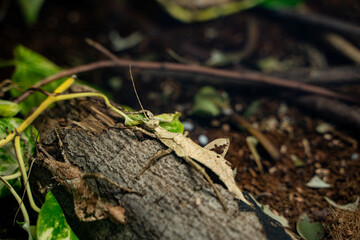 View of Malayan Wood Nymphs at the Toronto Zoo.