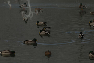 Ducks gracefully floating in the calm still water, illustrating the beauty of natural wildlife within a serene and peaceful habitat