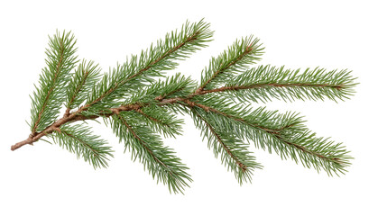 Fir tree branch.