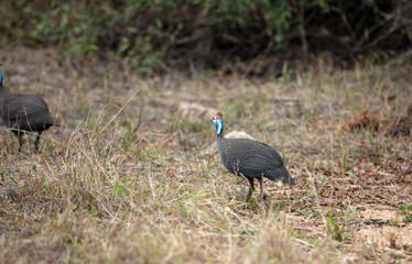 Helmeted guineafowl on the dry ground, Wild bird in an African national park