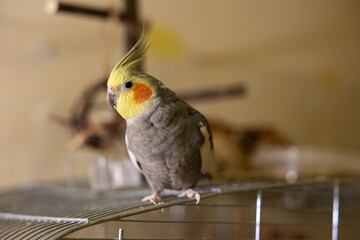 Fototapeta na wymiar Cockatiel parrots.Funny parrots.Cockatiel pets.Bird with a crest.Cute animal.Funny bird.Cockatiel.Parrots are playing. Caring for pets.Birds.Animals.Cute cockatiel.Home pet parrot.The best birds.
