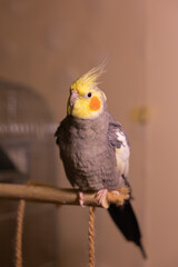 Cockatiel parrots.Funny parrots.Cockatiel pets.Bird with a crest.Cute animal.Funny bird.Cockatiel.Parrots are playing.
Caring for pets.Birds.Animals.Cute cockatiel.Home pet parrot.The best birds.