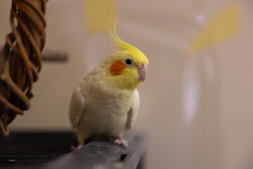 Beautiful photo of a bird.Funny parrot.Cockatiel parrot.
Home pet yellow bird.Beautiful feathers.Cute cockatiel.Home pet parrot.A bird with a crest.Natural color.Birdie.The parrot looks in the mirror.