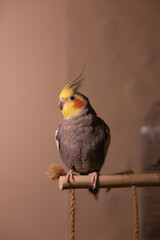 Beautiful photo of a bird.Funny parrot.Cockatiel parrot.
Home pet yellow bird.Beautiful...