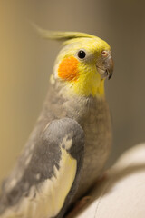 Beautiful photo of a bird.Funny parrot.Cockatiel parrot.
Home pet yellow bird.Beautiful...
