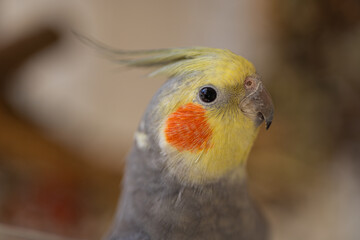 Beautiful photo of a bird.Funny parrot.Cockatiel parrot.
Home pet yellow bird.Beautiful...