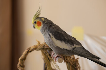 Cockatiel parrots.Funny parrots.Cockatiel pets.Bird with a crest.Cute animal.Funny bird.Cockatiel.Parrots are playing.
Caring for pets.Birds.Animals.Cute cockatiel.Home pet parrot.The best birds.