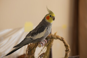 Beautiful photo of a bird.Funny parrot.Cockatiel parrot.
Home pet yellow bird.Beautiful feathers.Cute cockatiel.Home pet parrot.A bird with a crest.Natural color.Birdie.The parrot looks in the mirror.