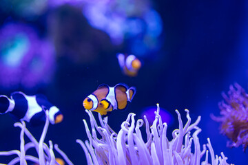 underwater life in the aquarium. exhibition of fish and aquariums. coral reef and diving. rest and...