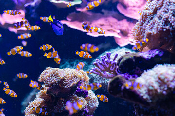 Fototapeta premium underwater life in the aquarium. exhibition of fish and aquariums. coral reef and diving. rest and snorkeling. colorful corals and fish.