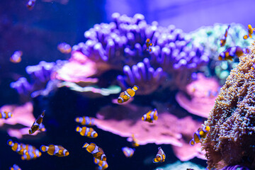 Fototapeta premium underwater life in the aquarium. exhibition of fish and aquariums. coral reef and diving. rest and snorkeling. colorful corals and fish.