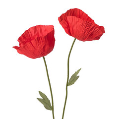 Red poppy isolated.