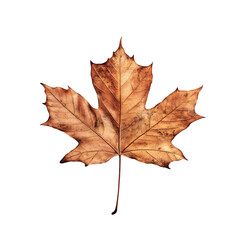 Obraz premium Autumn maple leaf.