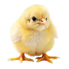 Obraz premium baby chicken isolated on white