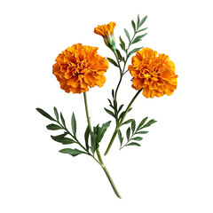 simple and elegant botanical yellow flowers isolated on a white background