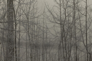 Winter Trees in a Park or Forest as Background. Snow covered trees stand tall in a serene, tranquil winter landscape. Frosty branches and crisp white backdrop capture the quiet beauty of the season