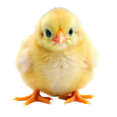 Obraz premium baby chicken isolated on white