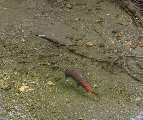 One lone salmon swimming upstream in Alaska