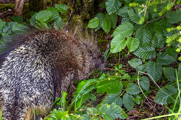 Wild porcupine heads into the forest near Juneau, Alaska