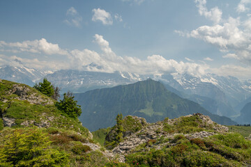 Obraz premium Alpine panorama in the Swiss Alps near Schynige Platte. Beautiful hiking trail in an Swiss alpine meadow, some rocks, grass and wild flowers. A lonely pine tree is growing near the hiking trail.